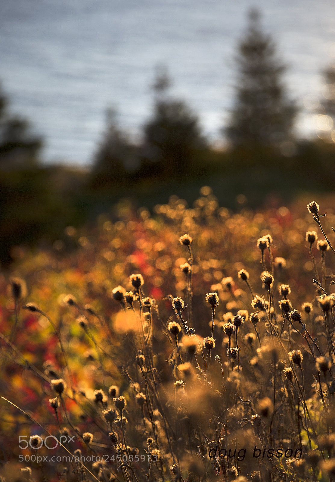 Canon EOS-1D X sample photo. Seasons end photography