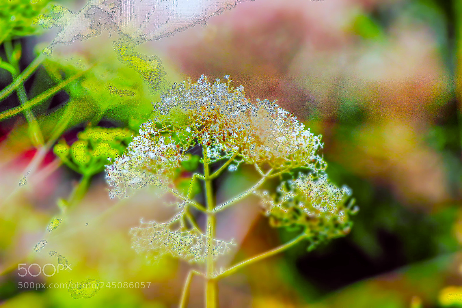 Canon EOS 600D (Rebel EOS T3i / EOS Kiss X5) sample photo. Weeds photography