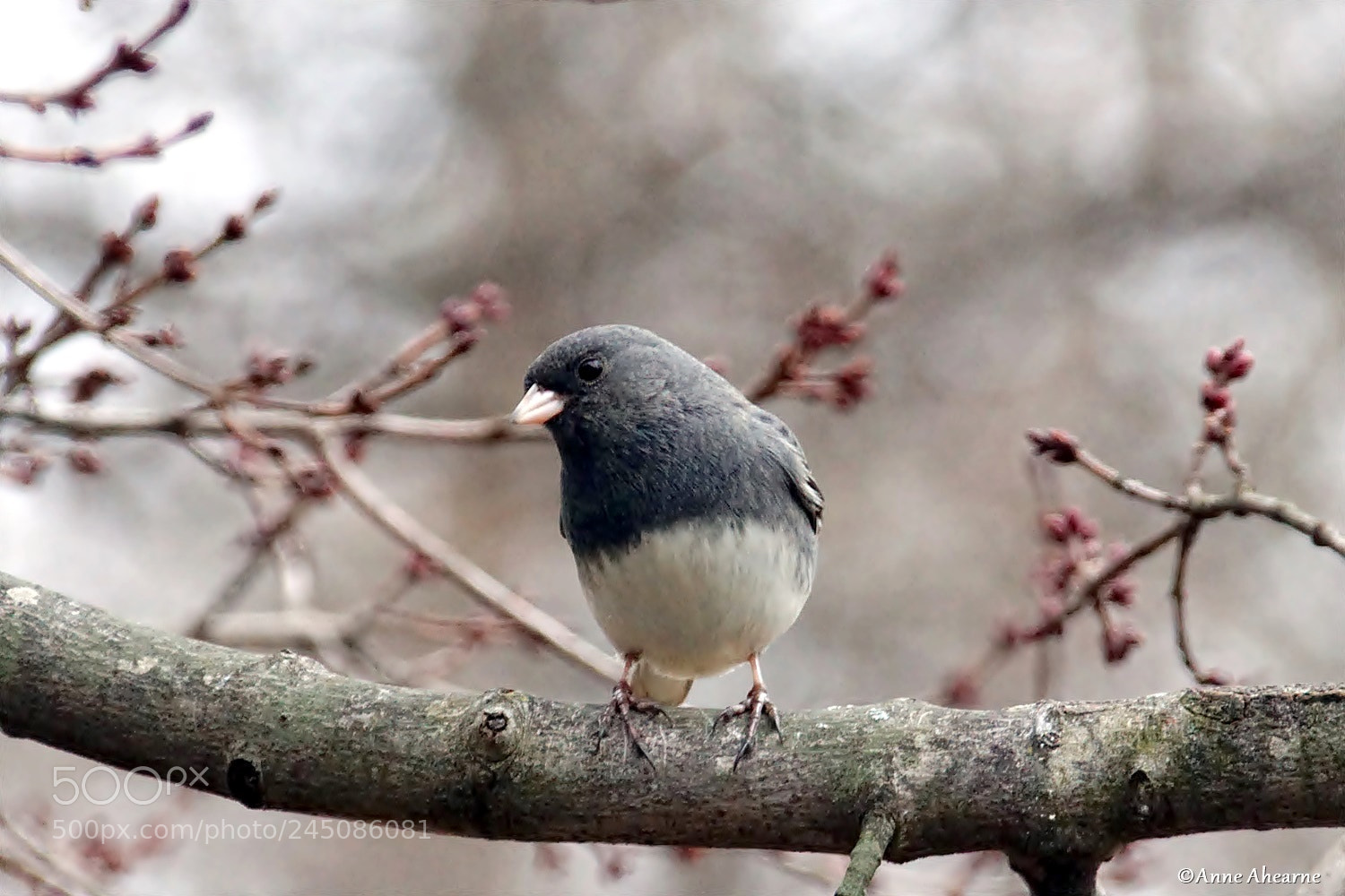 Sony ILCA-77M2 sample photo. Curious dark-eyed junco photography