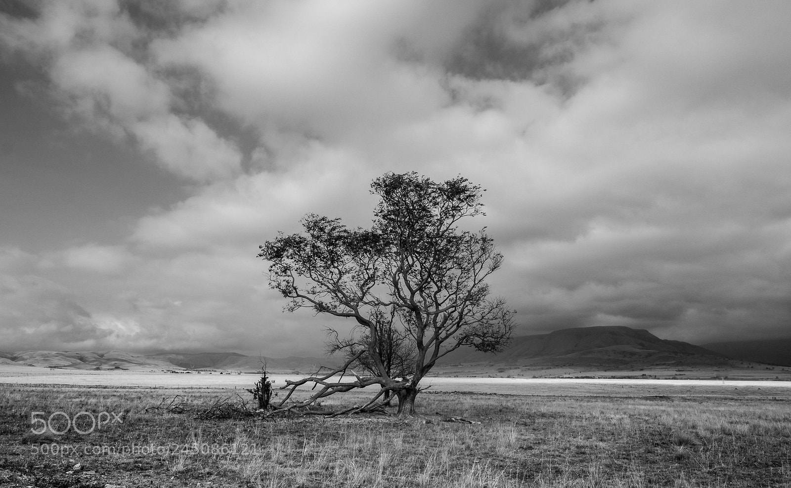 Fujifilm X-Pro2 sample photo. A tree photography