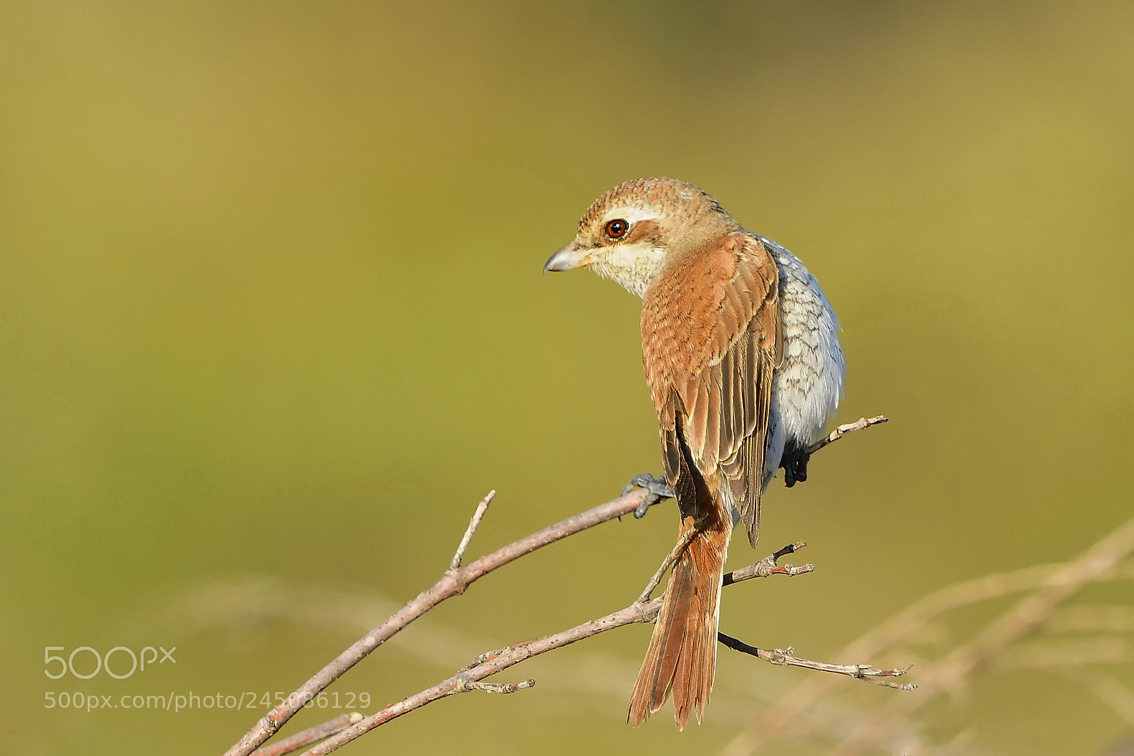 Nikon D500 sample photo. Red-backed shrike / lanius collurio photography