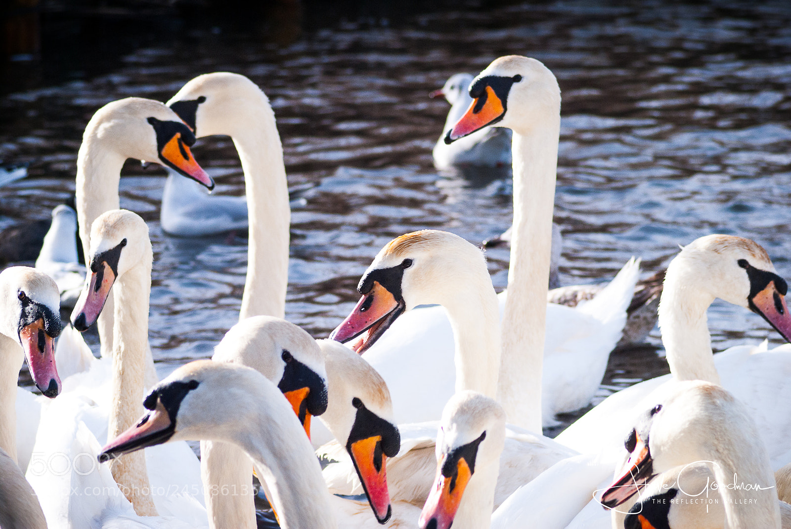 Nikon D3000 sample photo. Swans photography