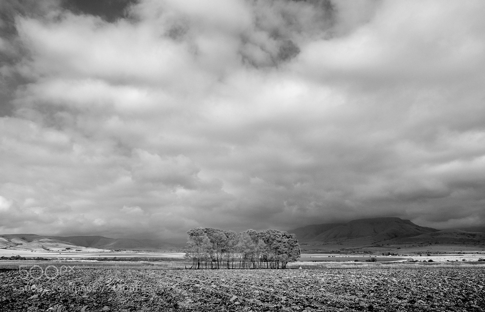 Fujifilm X-Pro2 sample photo. Trees photography