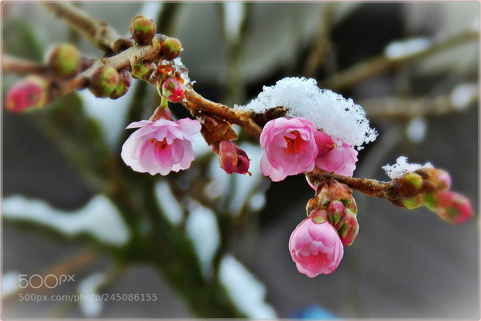 Nikon Coolpix P500 sample photo. Early spring photography