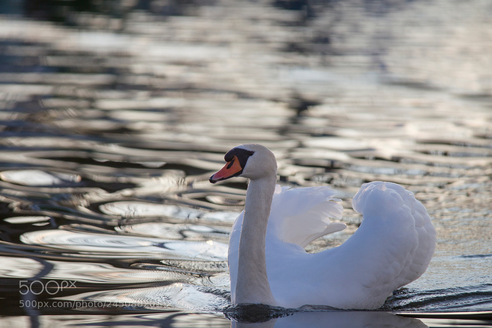 Canon EOS-1D Mark IV sample photo. Male mute swan is photography