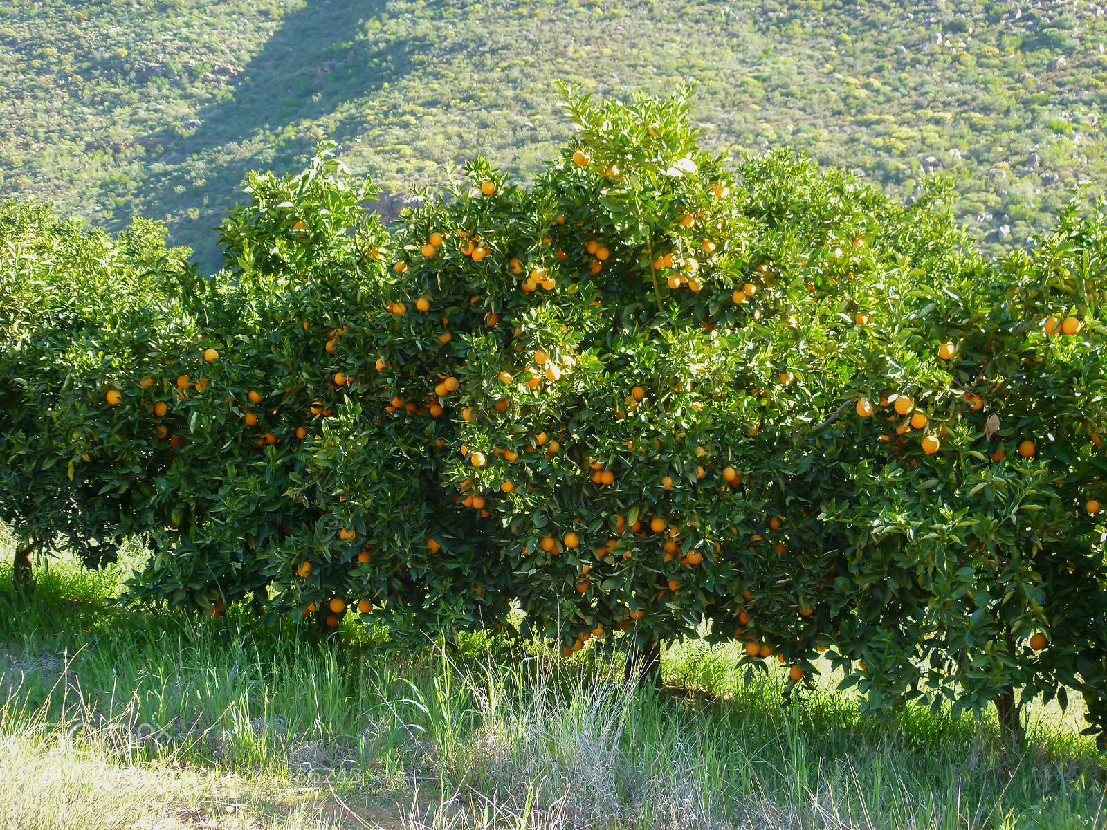 Panasonic Lumix DMC-FZ100 sample photo. Orange trees photography
