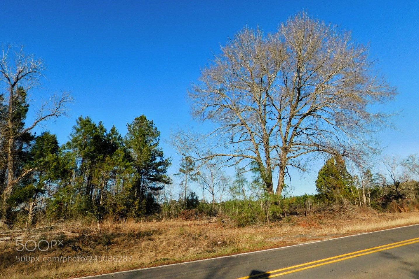 Nikon Coolpix B500 sample photo. Trees along the country photography