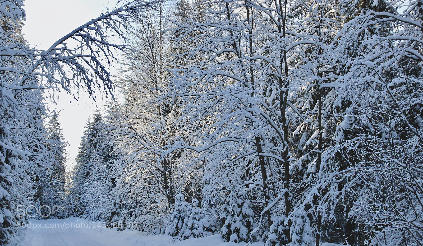 Canon EOS 550D (EOS Rebel T2i / EOS Kiss X4) sample photo. Winter fairytale photography
