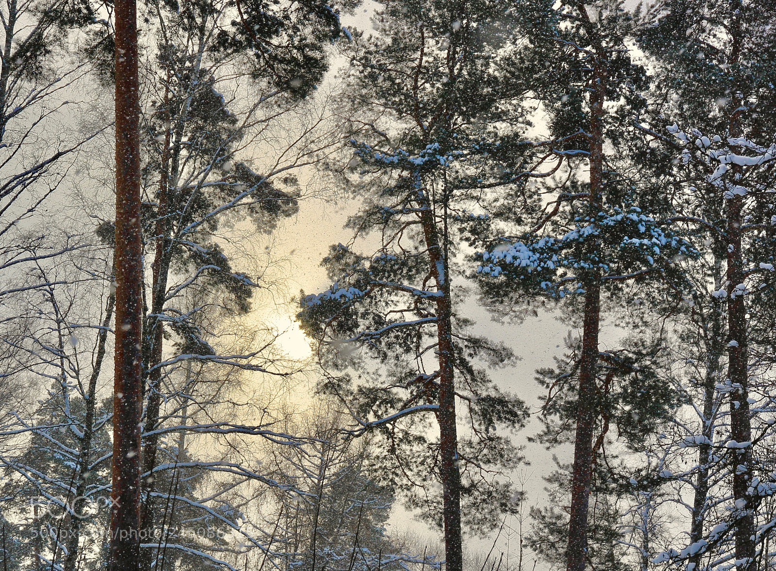 Canon EOS 550D (EOS Rebel T2i / EOS Kiss X4) sample photo. Sun shines through snowfall photography