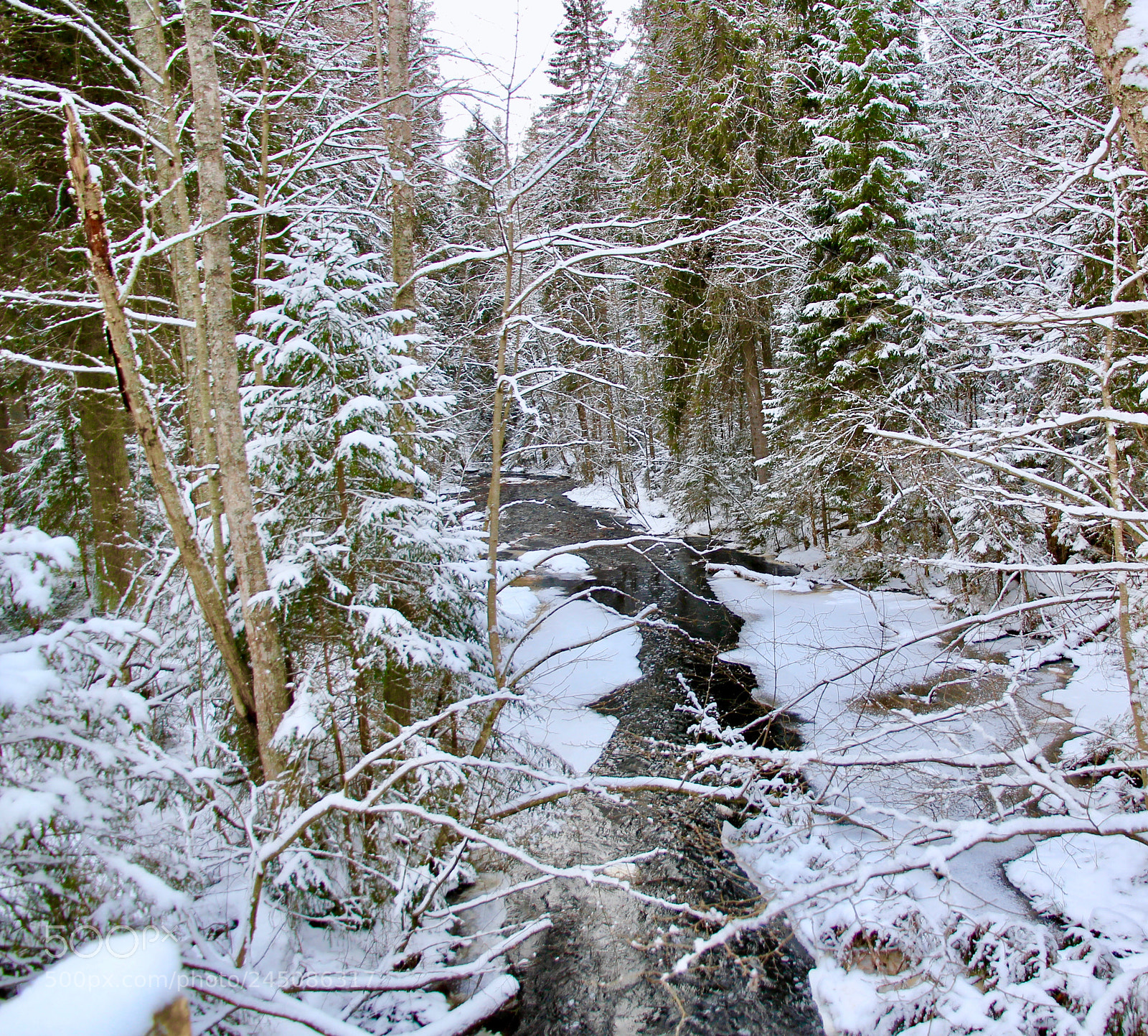 Canon EOS 550D (EOS Rebel T2i / EOS Kiss X4) sample photo. Forest creek photography