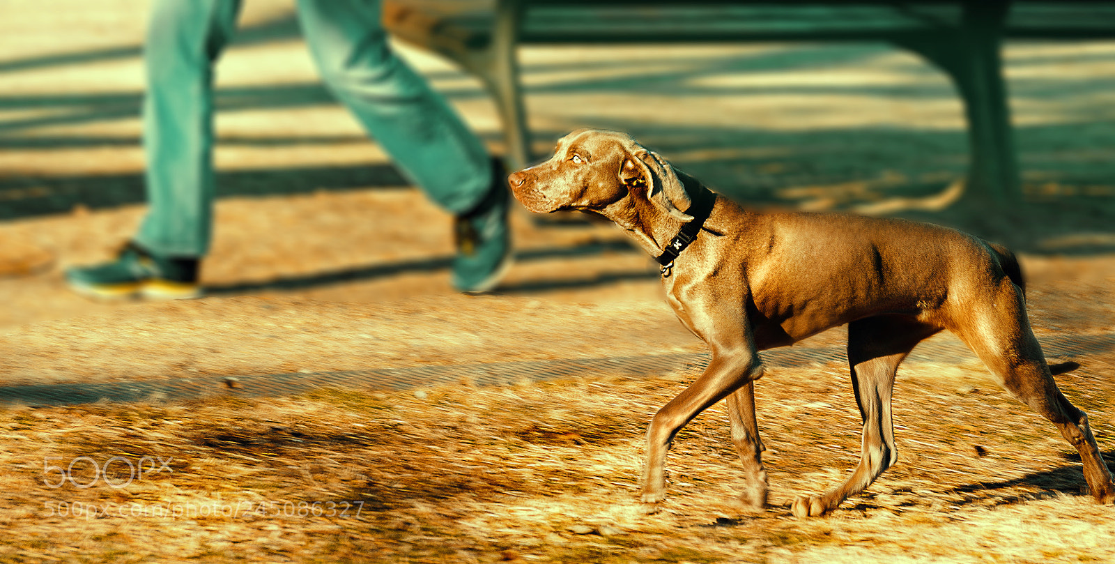 Nikon D5100 sample photo. Dog photography