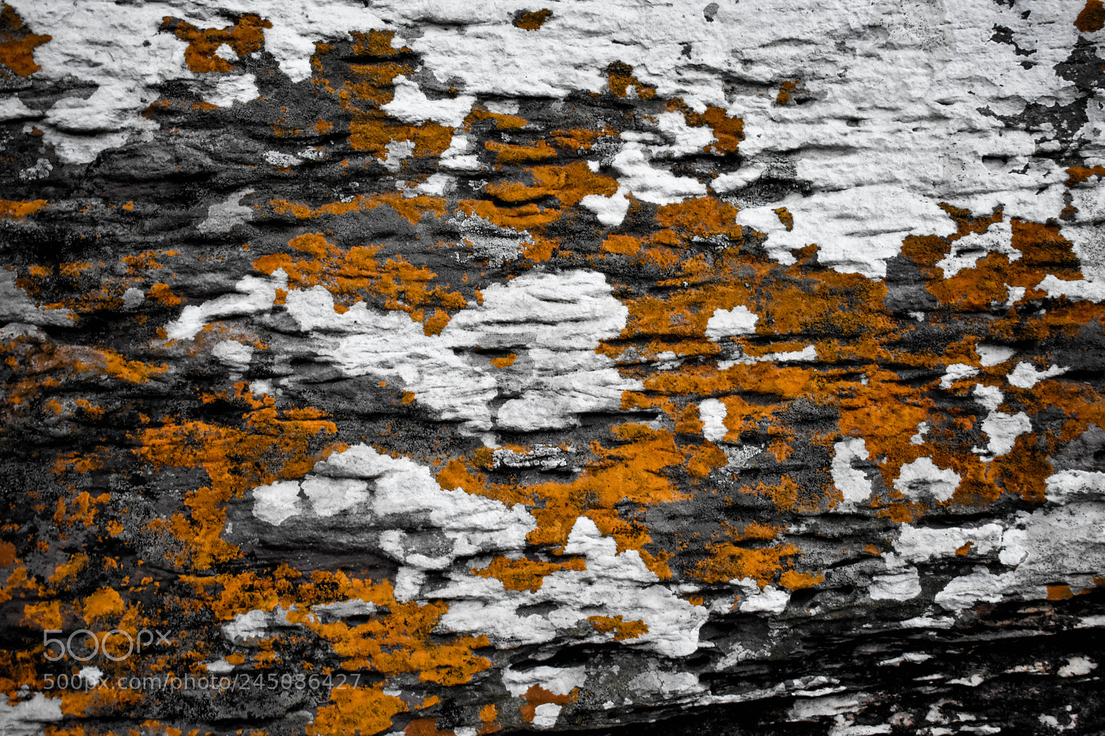 Nikon D3400 sample photo. Textures photography