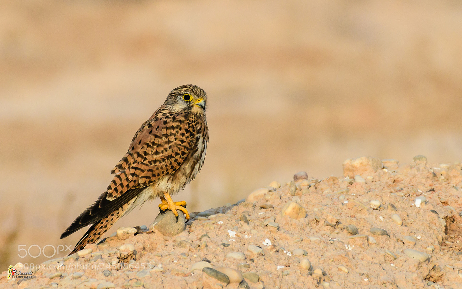 Nikon D500 sample photo. Kestrel photography