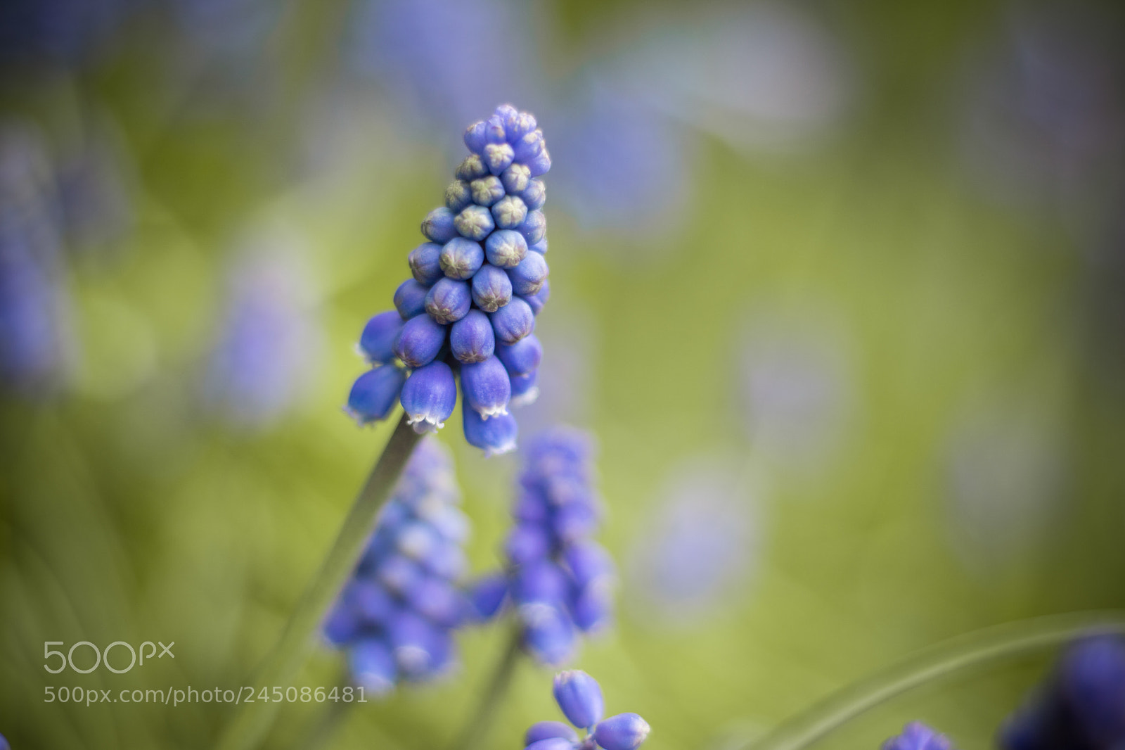 Canon EOS 760D (EOS Rebel T6s / EOS 8000D) sample photo. Blue and grass photography