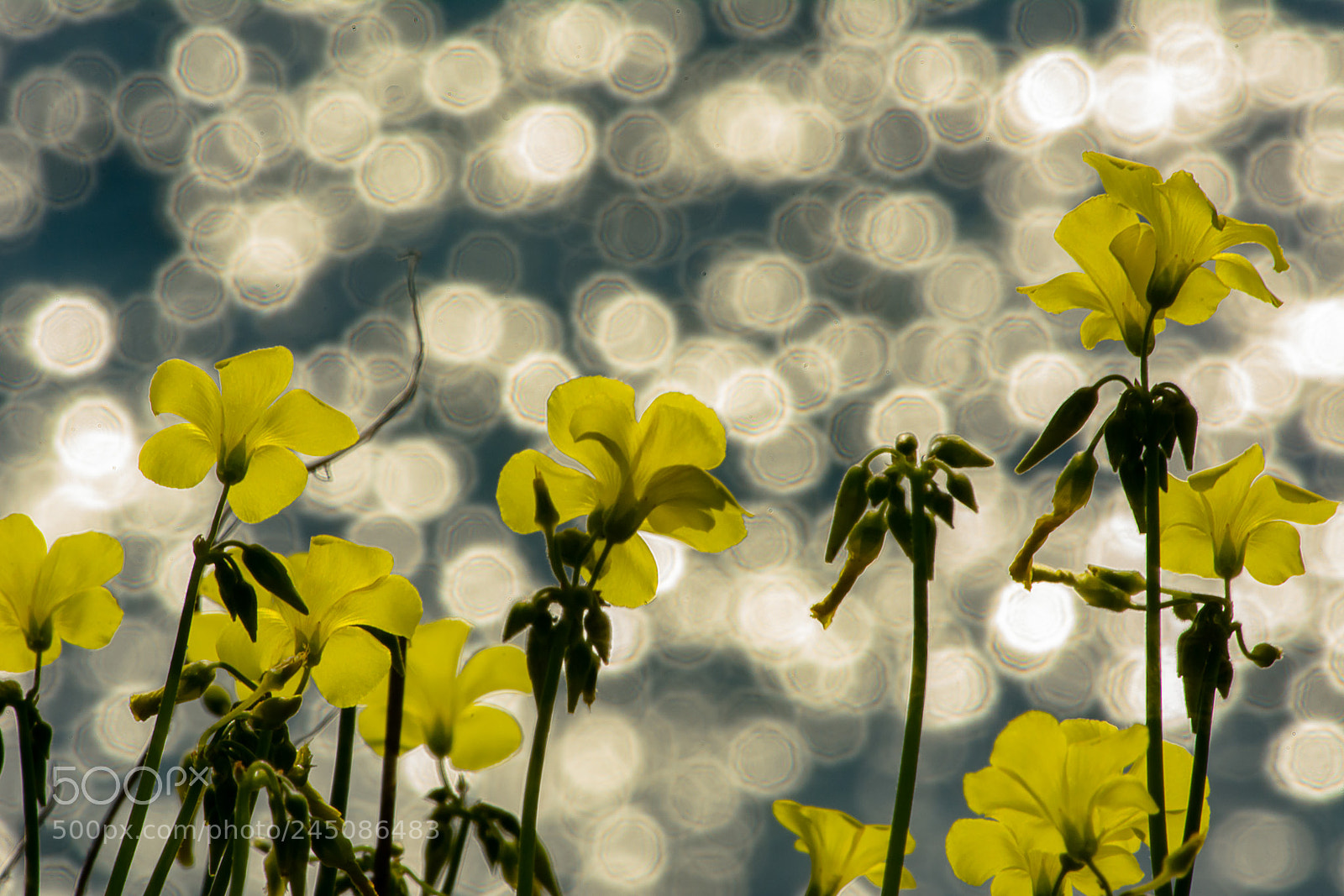 Nikon D7100 sample photo. Morning bokeh photography