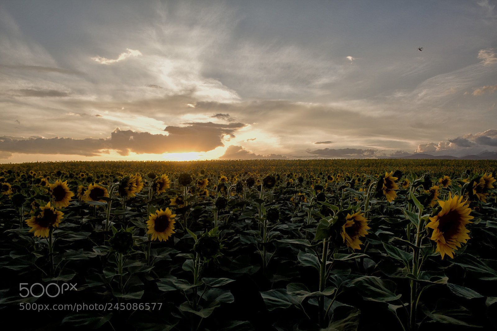 Canon EOS 50D sample photo. Sunflowers in drama photography
