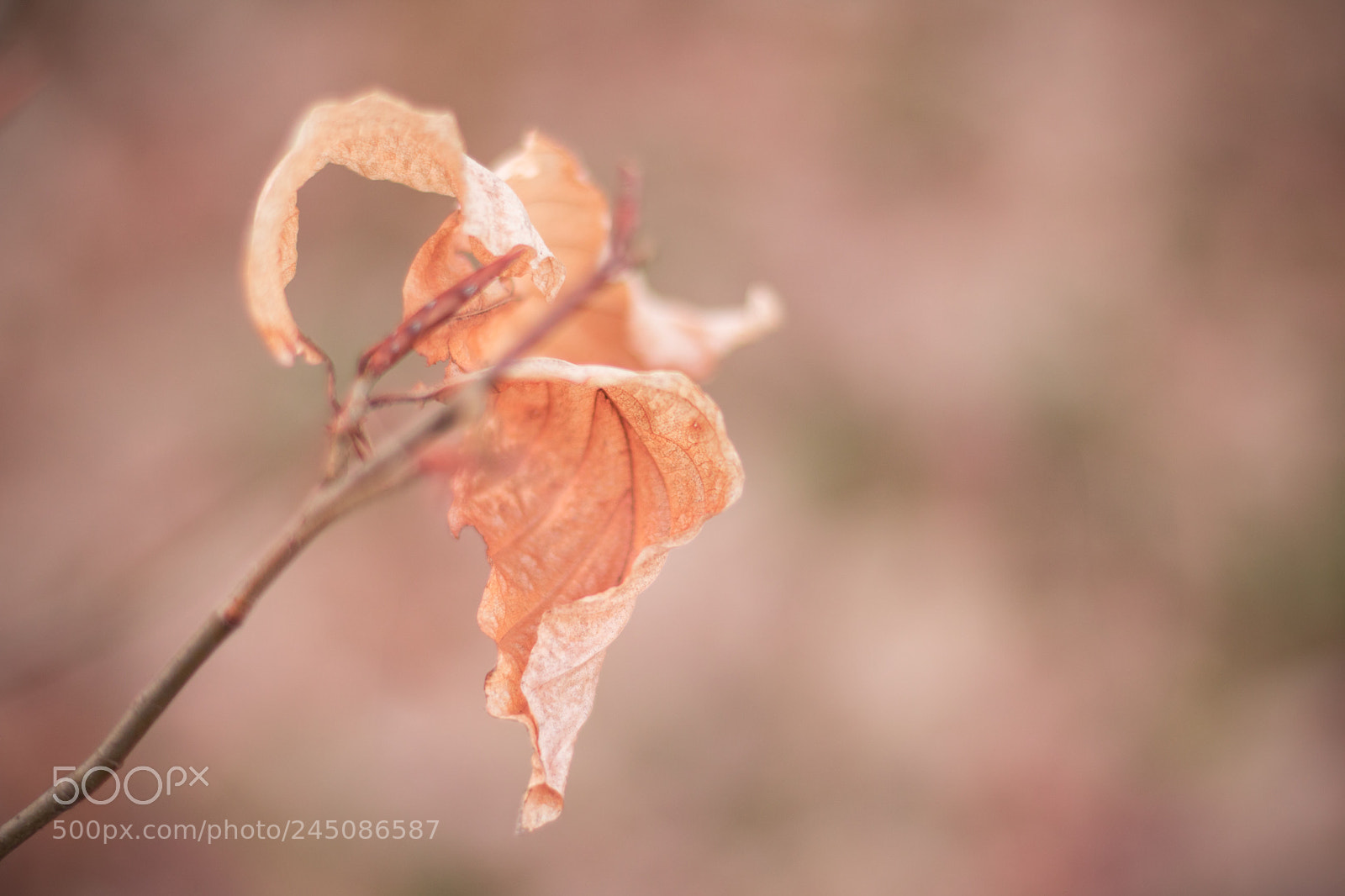 Canon EOS 760D (EOS Rebel T6s / EOS 8000D) sample photo. Lovely leaves photography