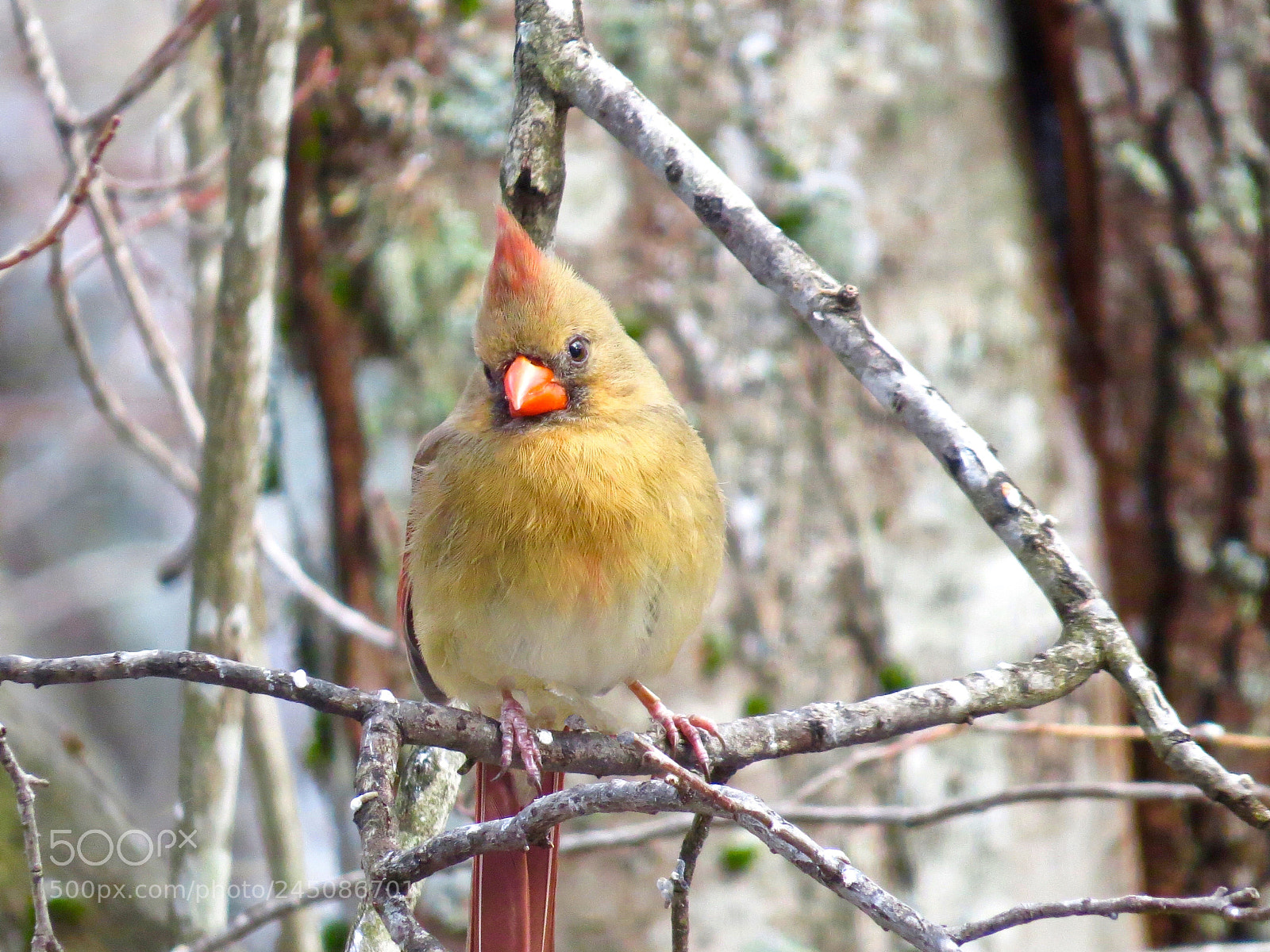 Canon PowerShot SX50 HS sample photo. Beautiful mrs c photography