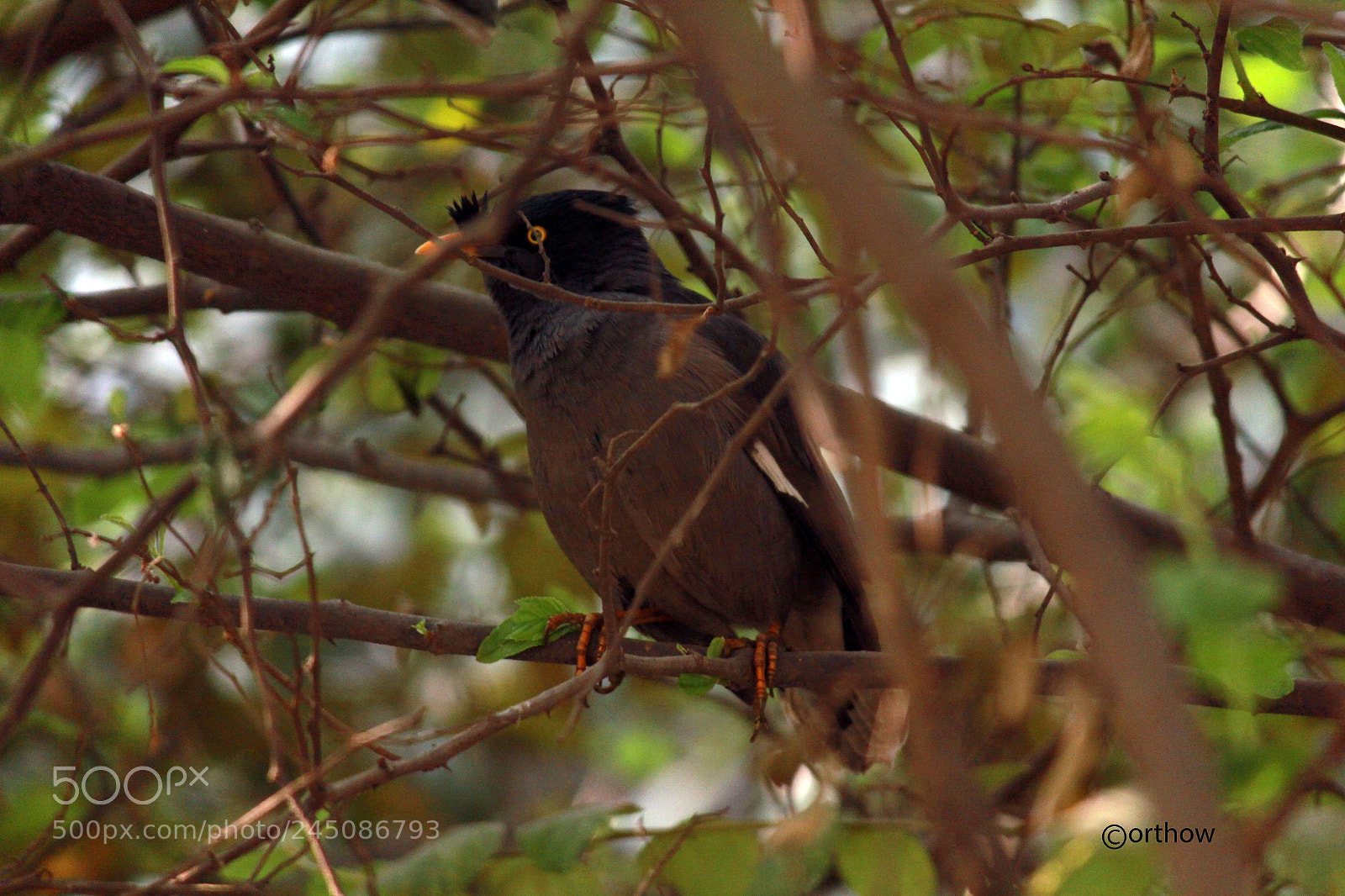 Canon EOS 60D sample photo. B2 photography