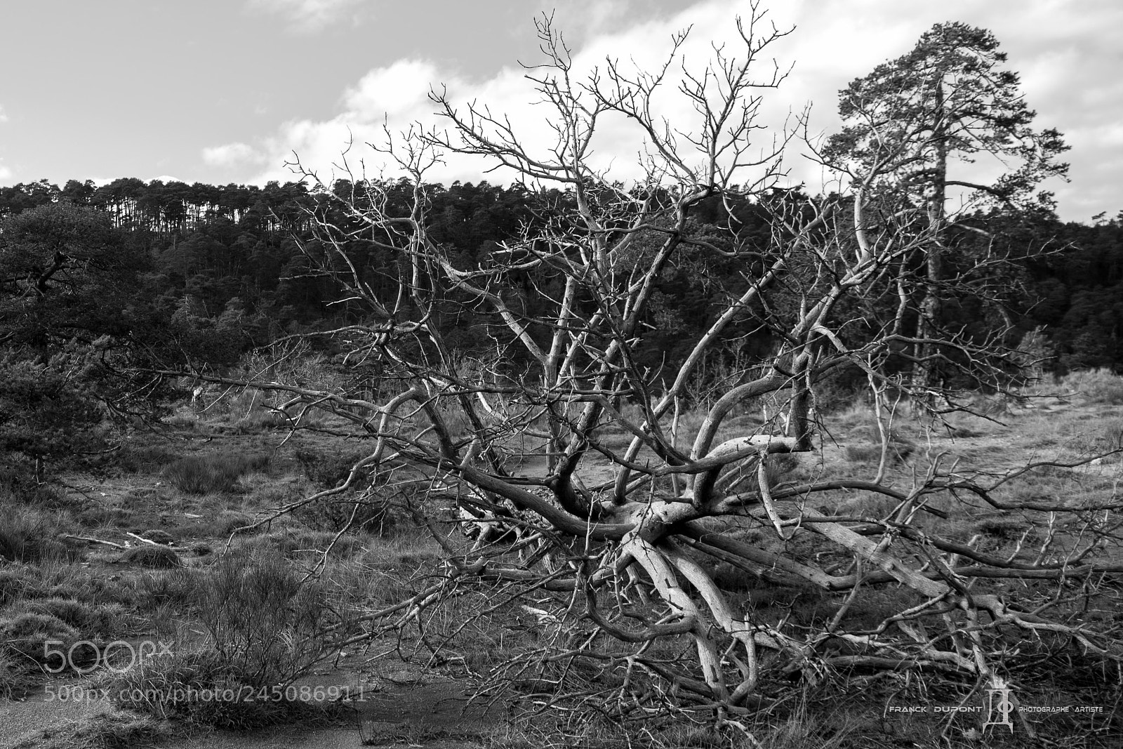 Nikon D5200 sample photo. Partie panzer photography