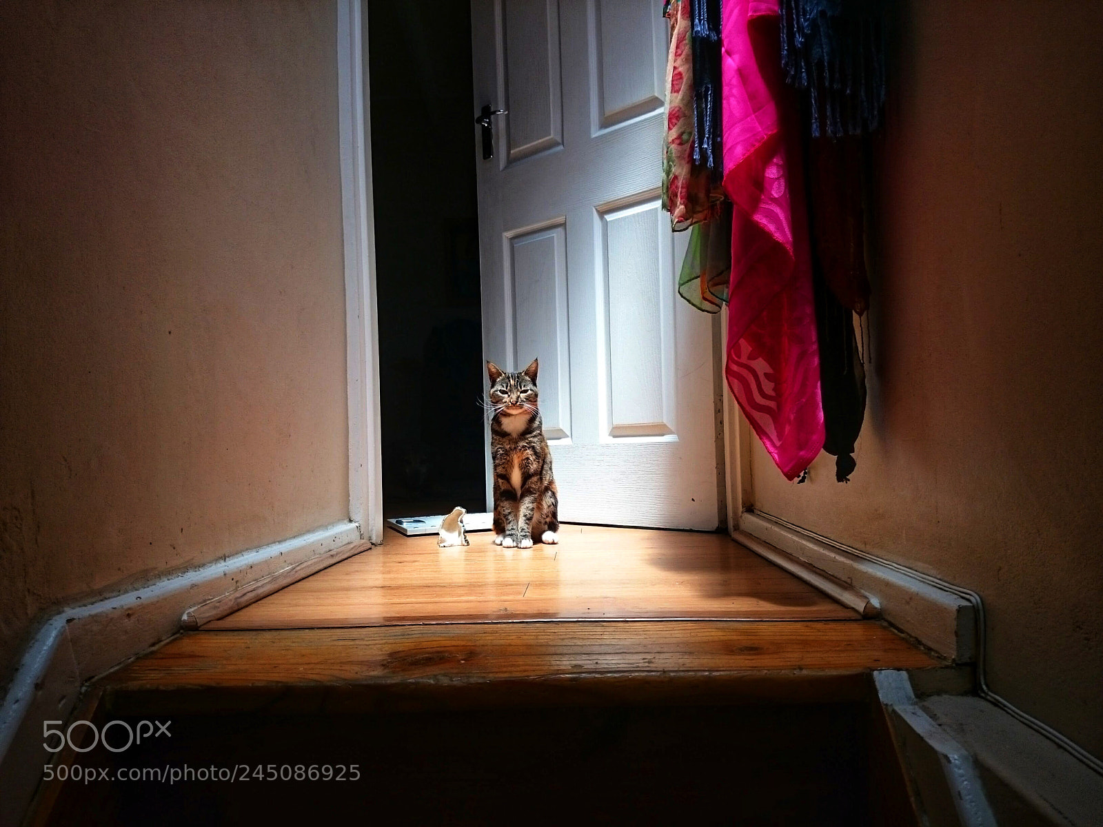 Sony Xperia Z2 sample photo. This cat has a photography