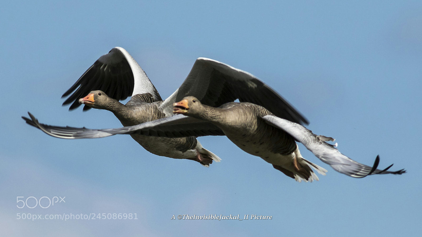 Canon EOS 7D Mark II sample photo. Flight in pair photography