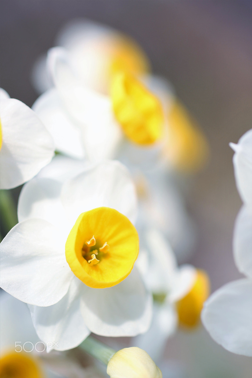 Canon EOS 60D + Sigma 50mm F1.4 EX DG HSM sample photo. Narcissus photography