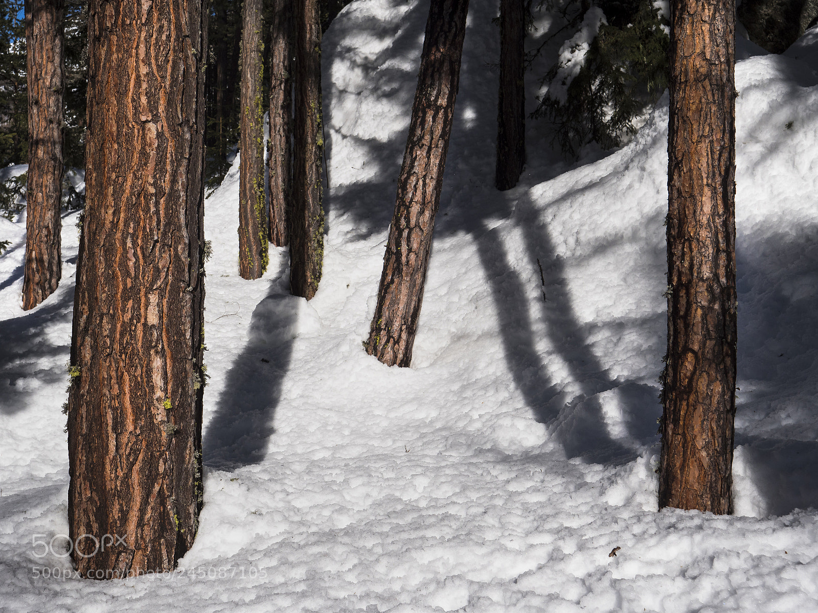 Panasonic Lumix DC-G9 sample photo. Pine grove in the photography