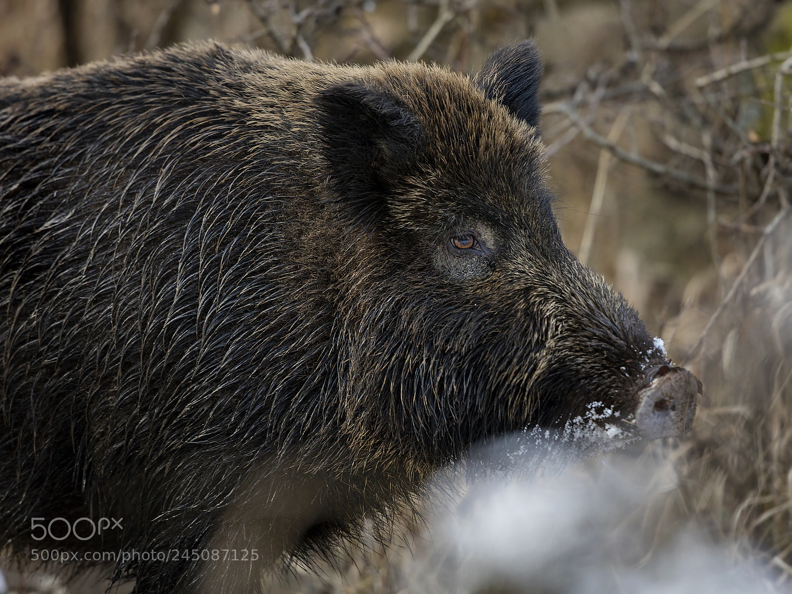 Canon EOS 5DS R sample photo. Wild boar closeup photography