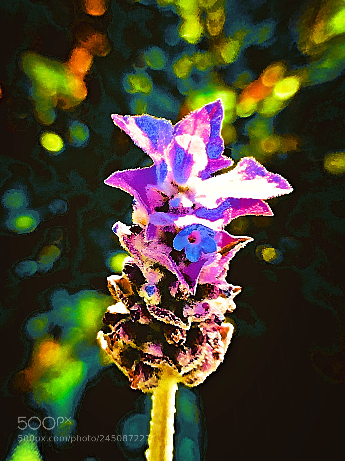 Apple iPhone 5s sample photo. Lavendel / abstrakt photography