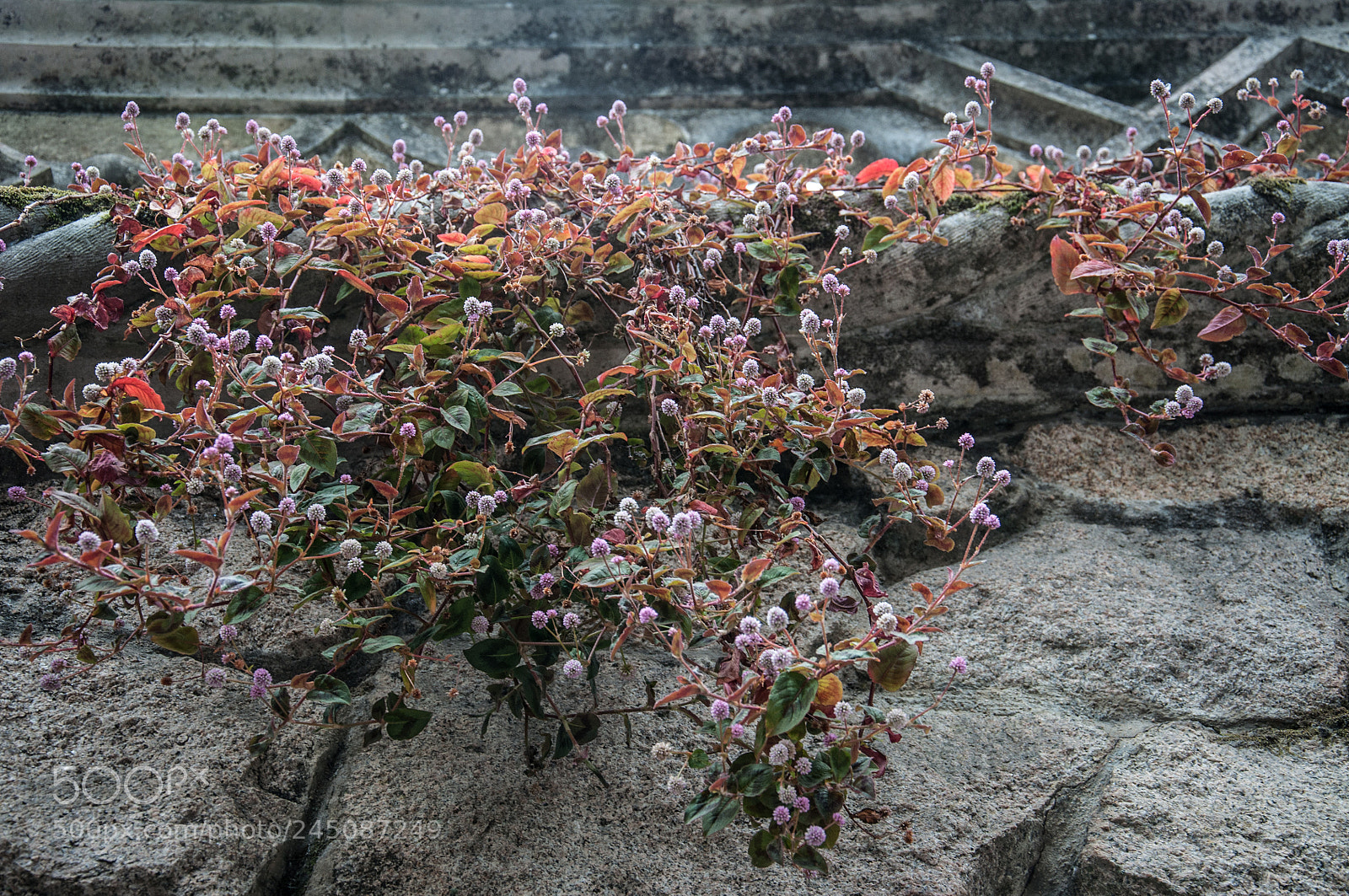 Nikon D5000 sample photo. Hanging gardens photography