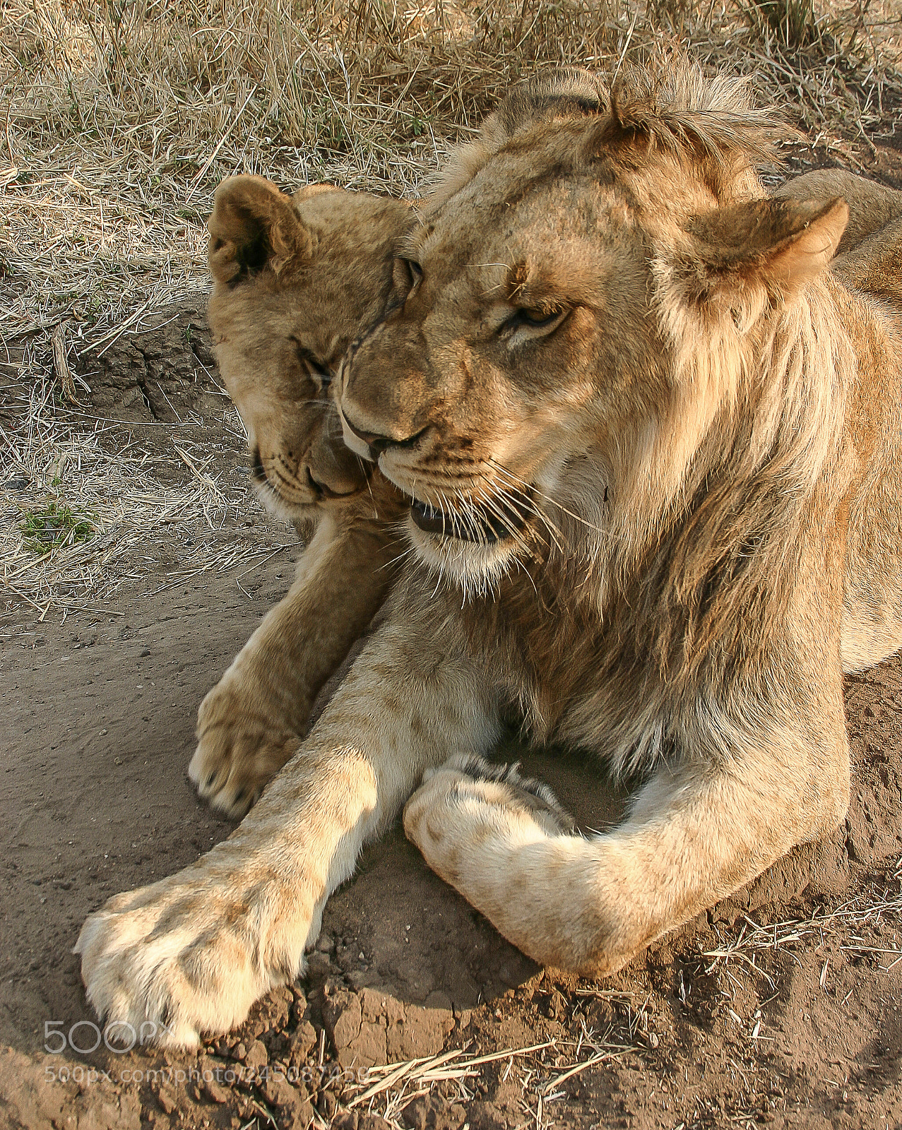 Canon EOS 300D (EOS Digital Rebel / EOS Kiss Digital) sample photo. Zimbabwe lions. photography