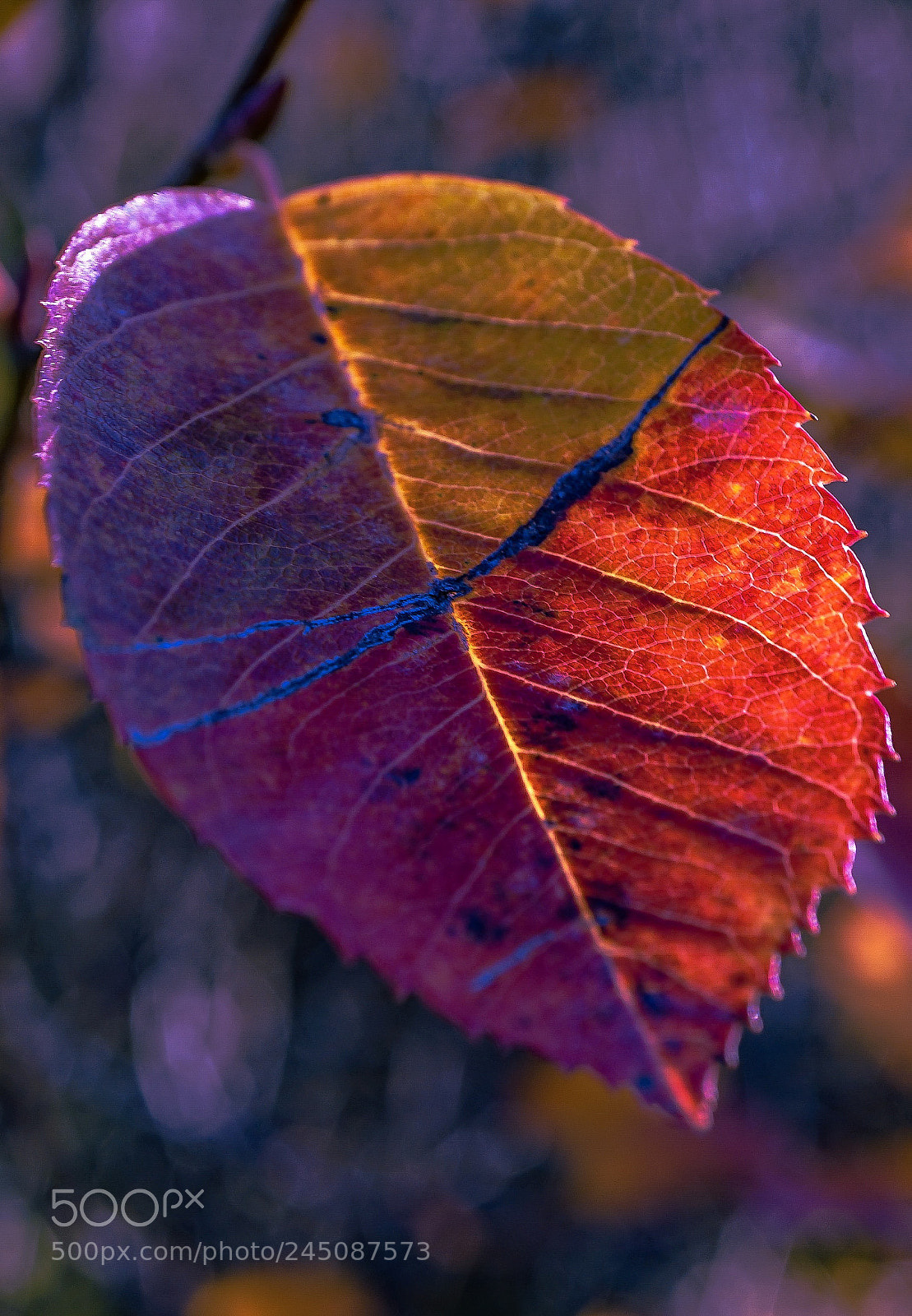 Sony a7 II sample photo. Four seasons-vivaldi photography