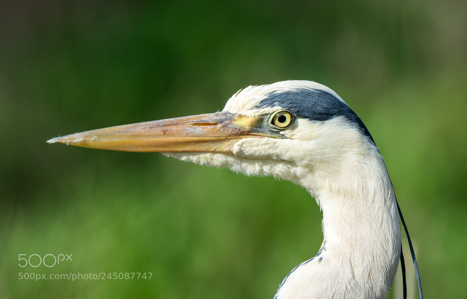 Nikon D7100 sample photo. Heron cendré photography