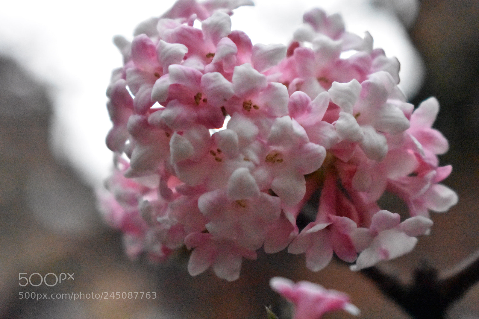 Nikon D3400 sample photo. Blossom photography