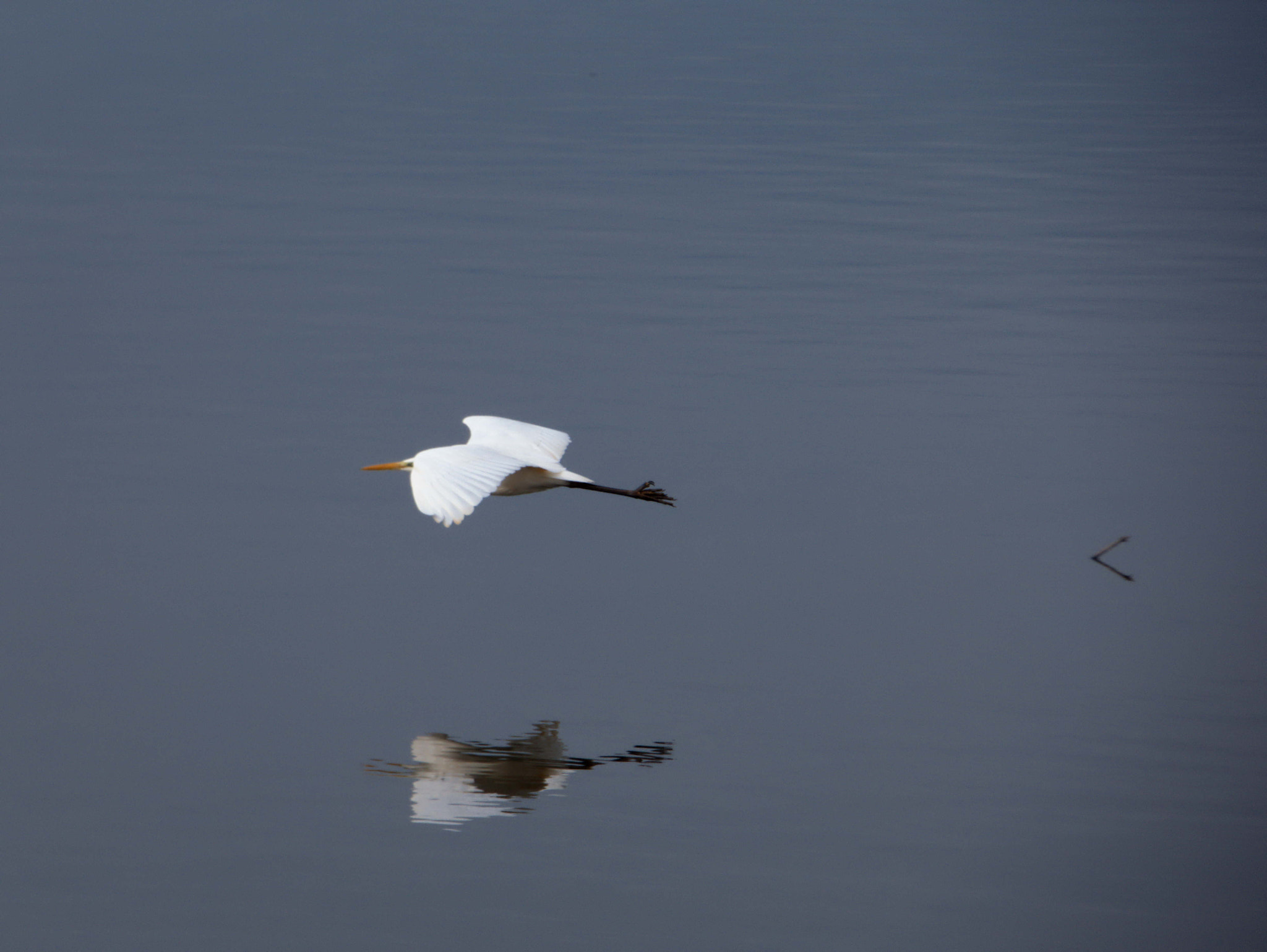 Panasonic DC-FZ83 sample photo. Gliding photography