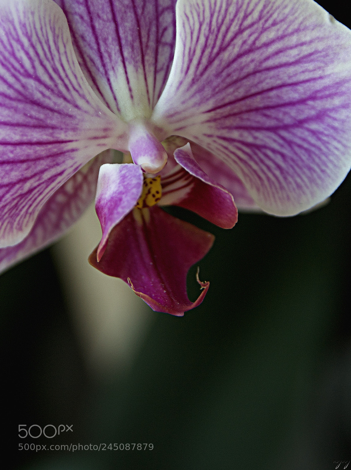 Nikon D3100 sample photo. Orchid photography