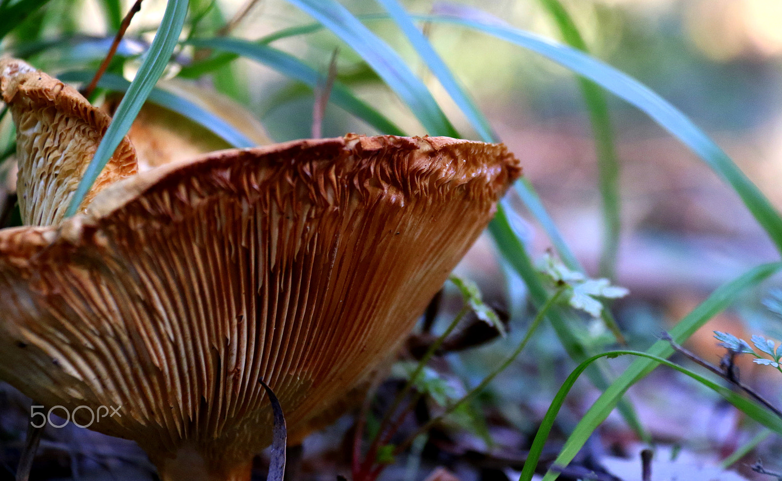 Canon EF-S 18-200mm F3.5-5.6 IS sample photo. Mushroom photography