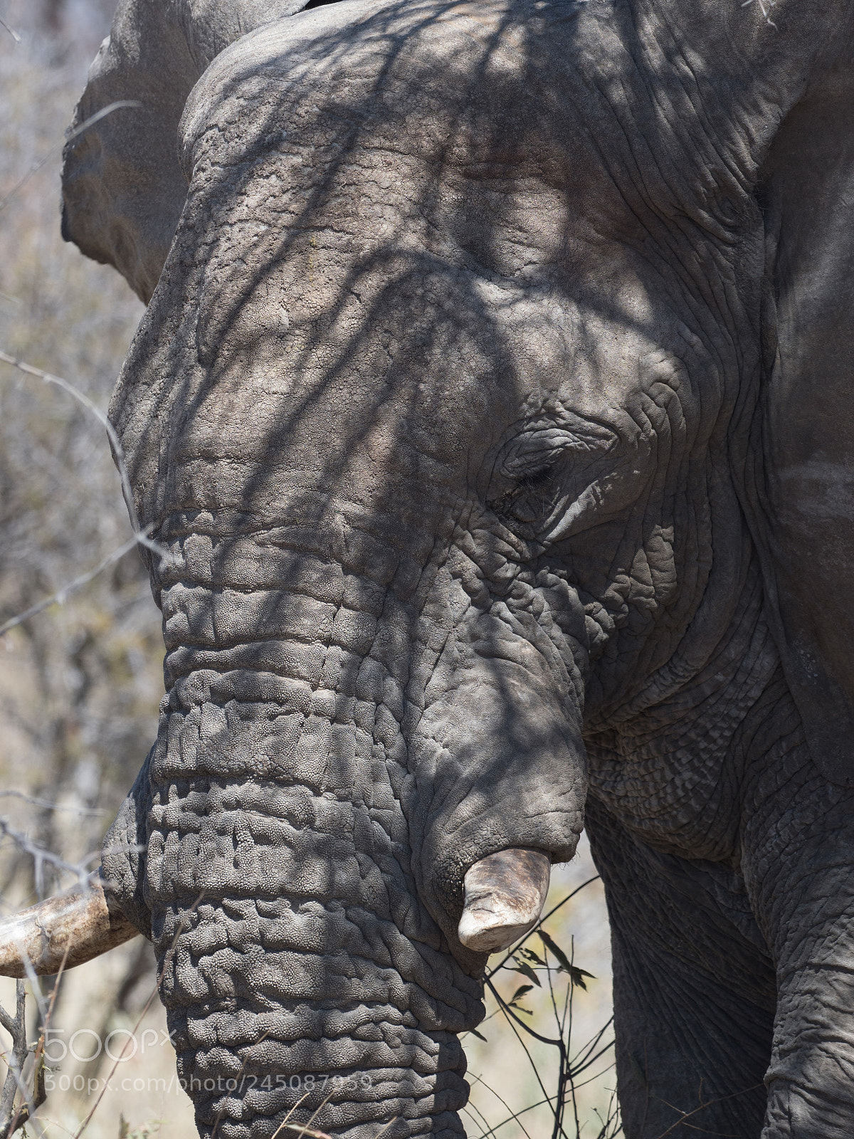 Olympus OM-D E-M1 Mark II sample photo. Elephant photography