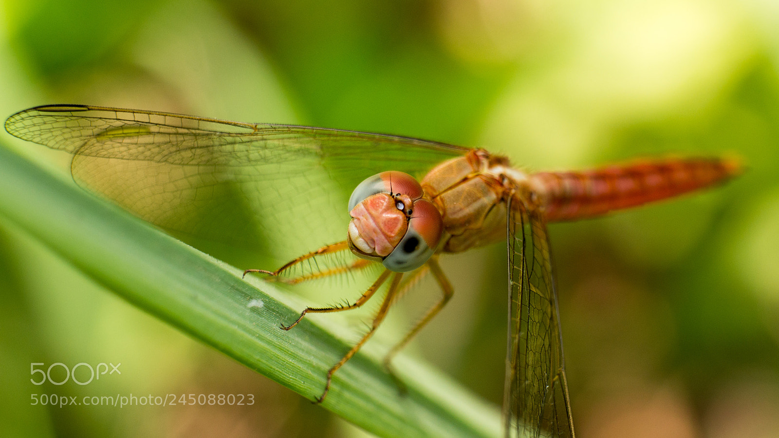 Sony Alpha NEX-5N sample photo. Dragonfly 2 photography