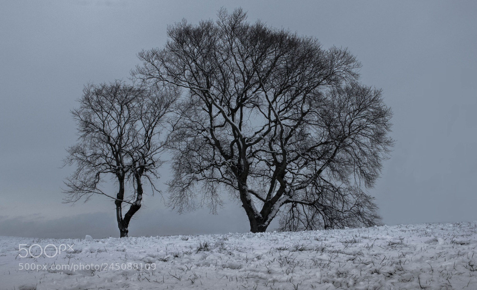 Canon EOS 60D sample photo. Lonely tree in carlton photography