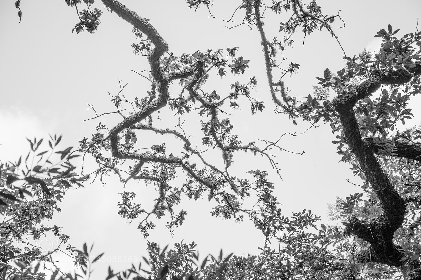 Nikon D5000 sample photo. Filigree flora photography