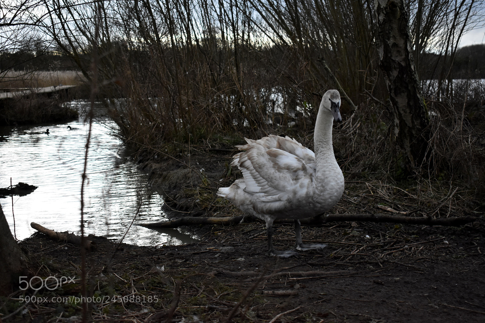 Nikon D3400 sample photo. Cosmeston lake photography