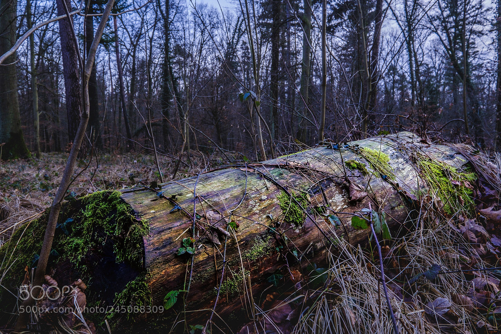 Fujifilm X-T2 sample photo. Bannwald photography
