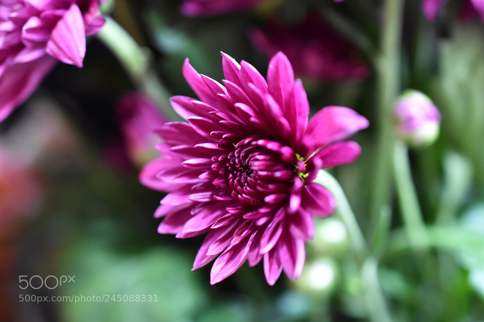 Nikon D3400 sample photo. Blossoming in thin air photography