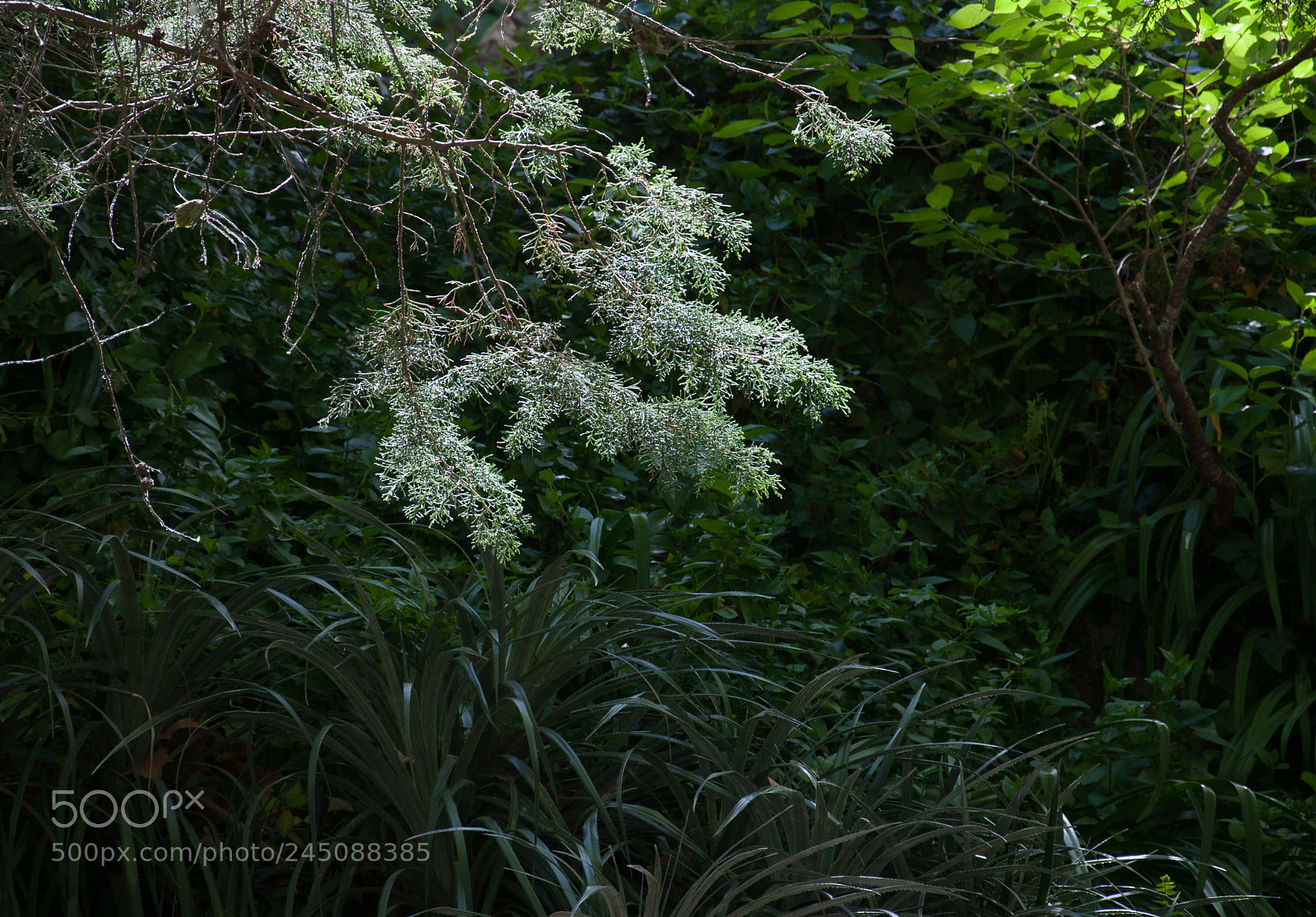 Nikon D5000 sample photo. Fifty shades photography