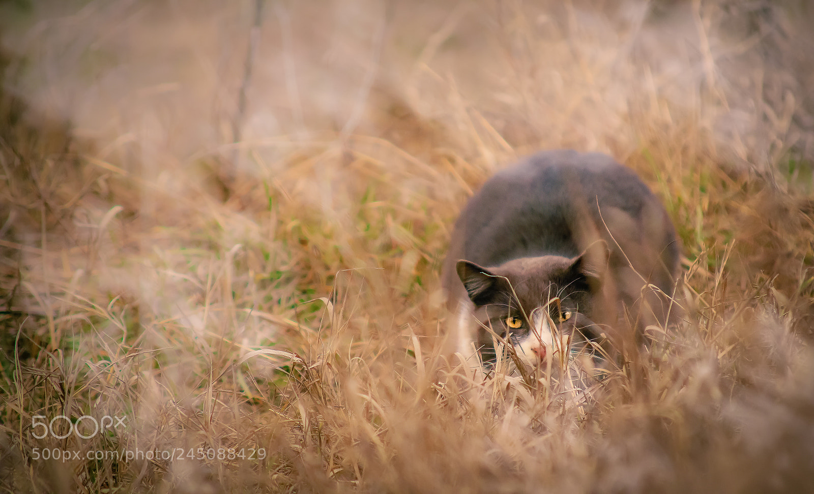 Canon EOS 7D Mark II sample photo. Cat photography