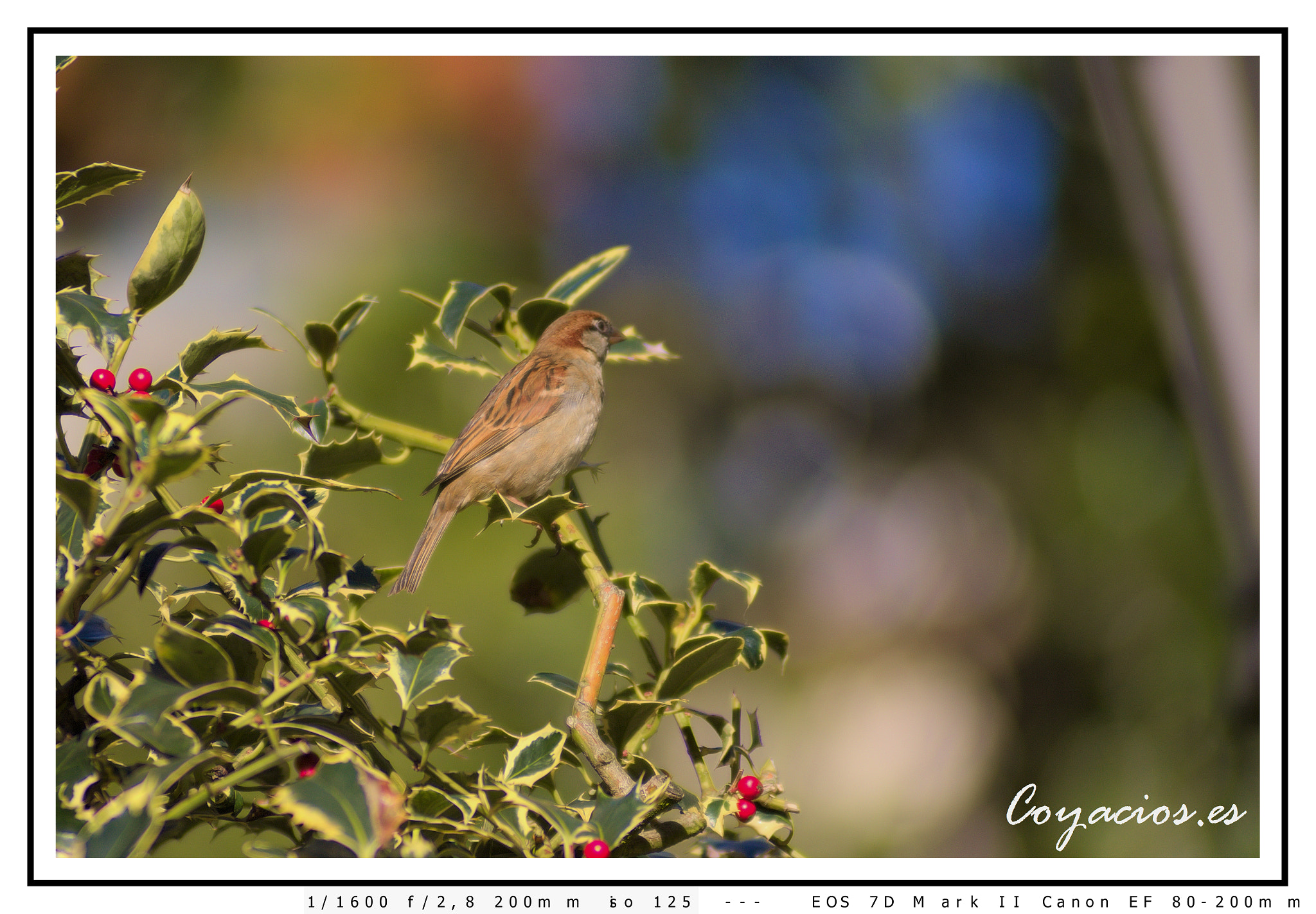 Canon EOS 7D Mark II sample photo. Gorrión común (passer domésticus) photography