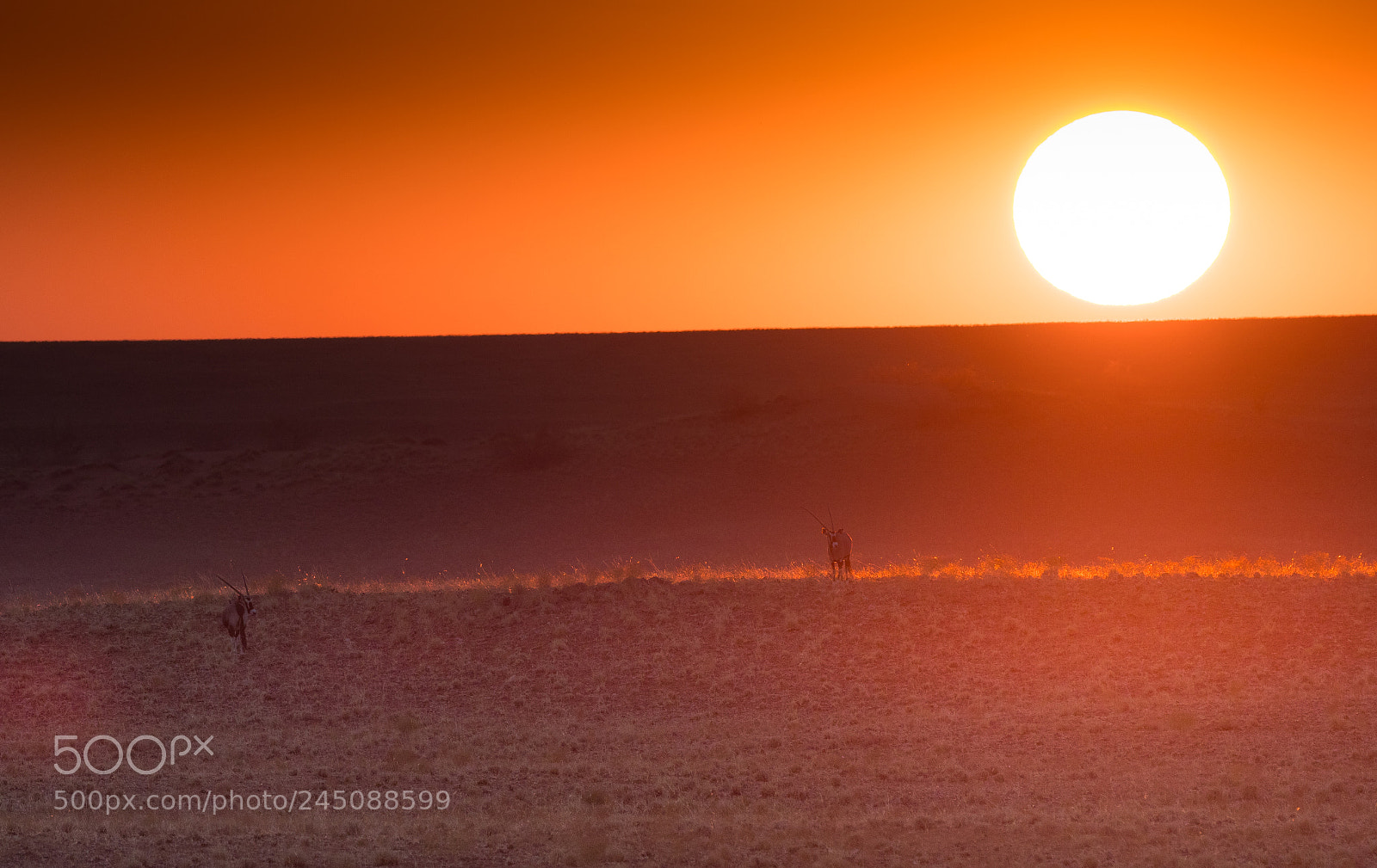 Olympus OM-D E-M1 Mark II sample photo. Oryxes - sunset photography