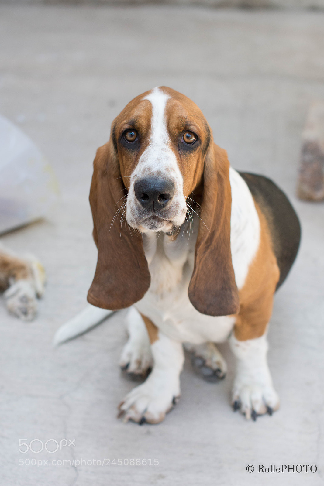 Nikon D7200 sample photo. Basset photography